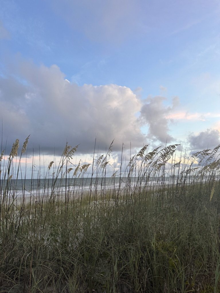 Reeds blow in the breeze by the ocean under a setting sun.